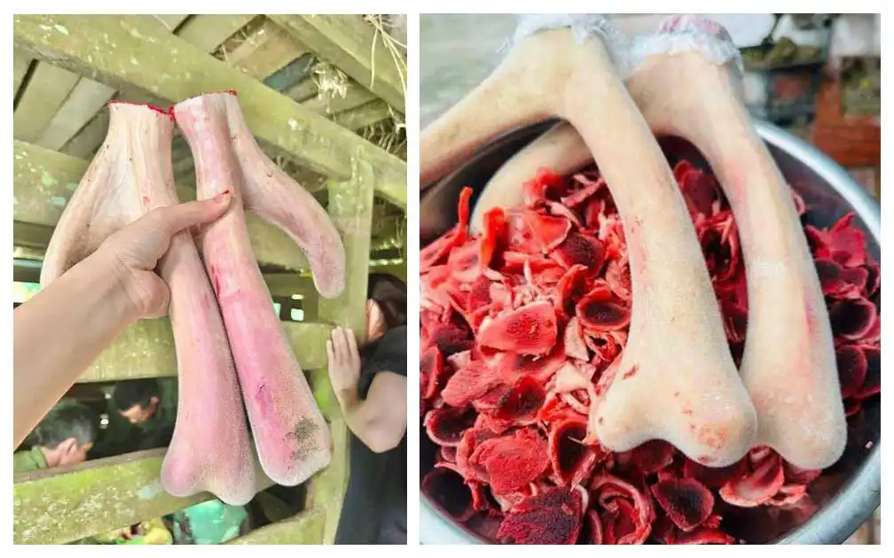 Nhung Hươu Hương Sơn - Giá Cả, Chất Lượng Và Nơi Mua Uy Tín 2 Nhung hươu Hương Sơn