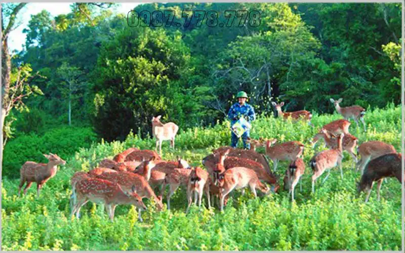 Nhung Hươu Hương Sơn - Giá Cả, Chất Lượng Và Nơi Mua Uy Tín 6 Nhung Hươu Hương Sơn - Giá Cả, Chất Lượng Và Nơi Mua Uy Tín