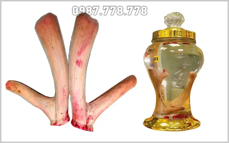 Nhung Hươu Hương Sơn - Giá Cả, Chất Lượng Và Nơi Mua Uy Tín 5 Nhung Hươu Hương Sơn - Giá Cả, Chất Lượng Và Nơi Mua Uy Tín