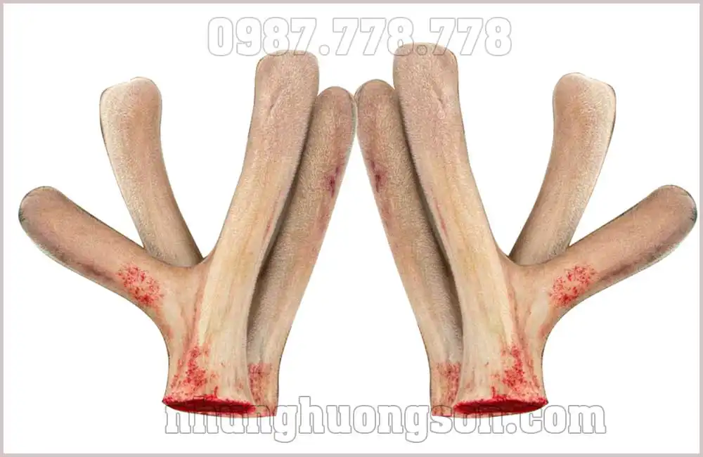 Nhung Hươu Hương Sơn - Giá Cả, Chất Lượng Và Nơi Mua Uy Tín 7 Nhung Hươu Hương Sơn - Giá Cả, Chất Lượng Và Nơi Mua Uy Tín