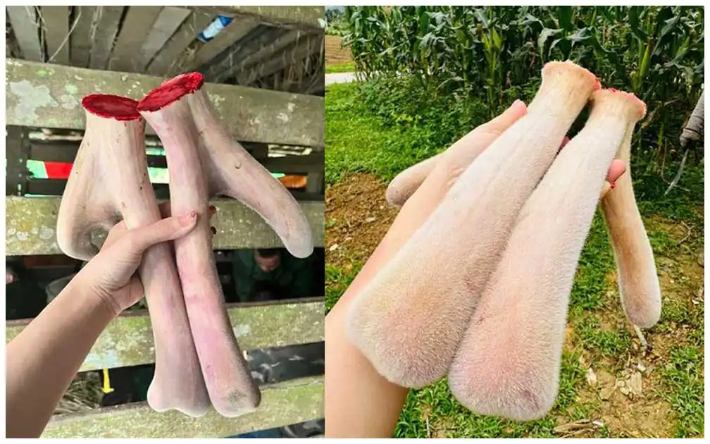 Nhung Hươu Hương Sơn - Giá Cả, Chất Lượng Và Nơi Mua Uy Tín 1 Nhung hươu Hương Sơn chất lượng cao