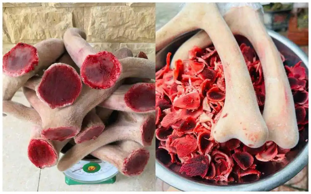 Nhung Hươu Hương Sơn - Giá Cả, Chất Lượng Và Nơi Mua Uy Tín 3 Nhung hươu Hương Sơn